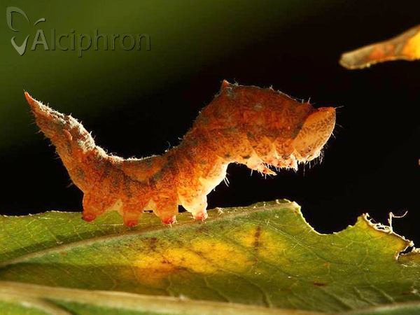 Cilix glaucata
