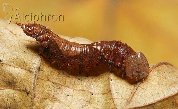 Cilix glaucata