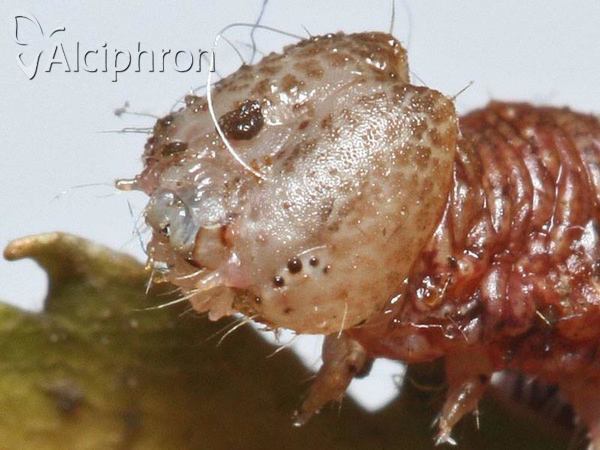 Cilix glaucata