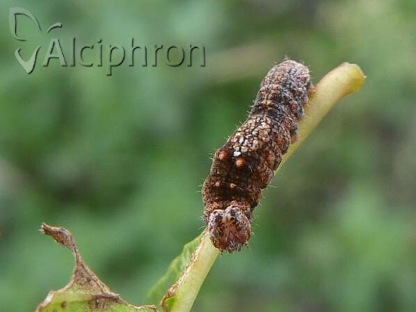 Cilix glaucata