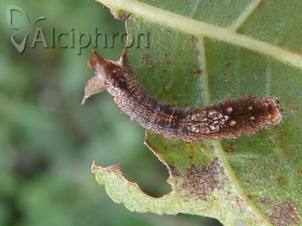Cilix glaucata