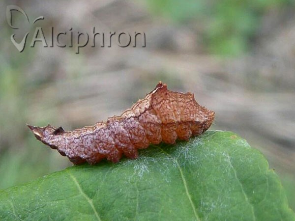 Cilix glaucata