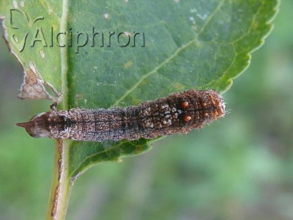 Cilix glaucata