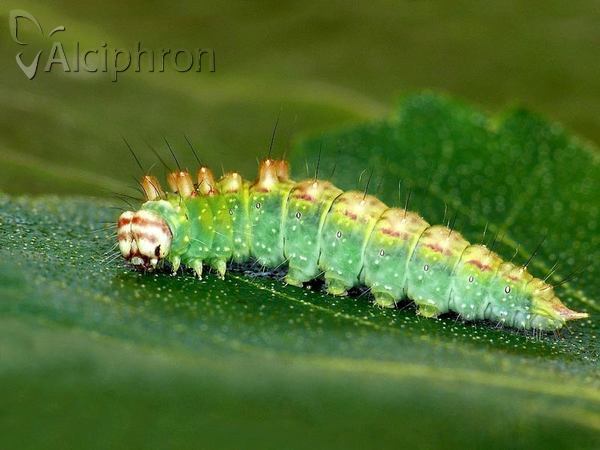Drepana falcataria