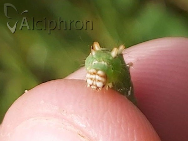 Drepana falcataria