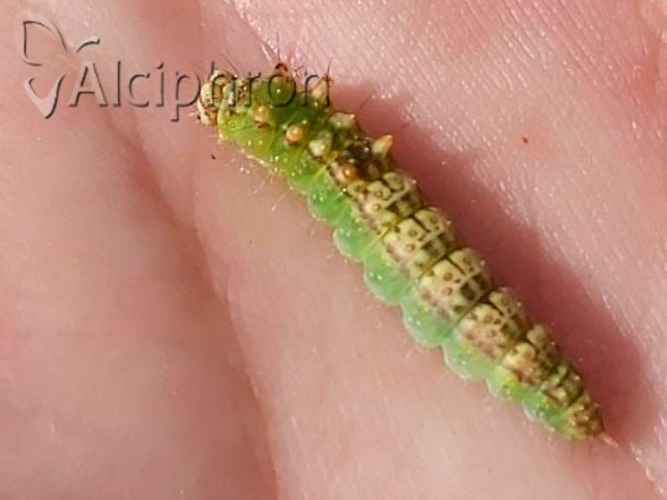 Drepana falcataria