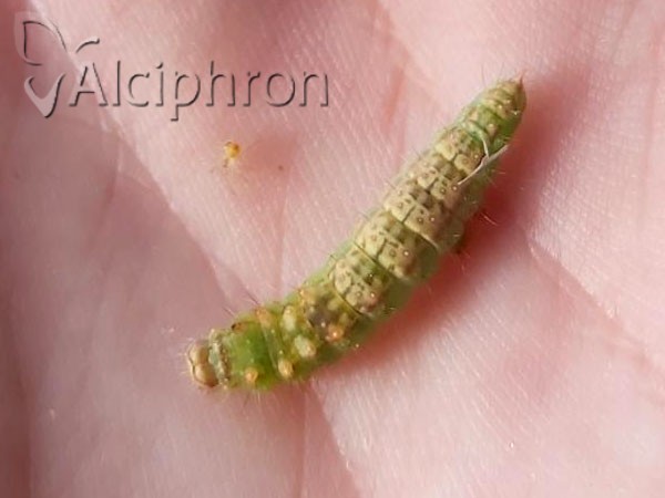 Drepana falcataria
