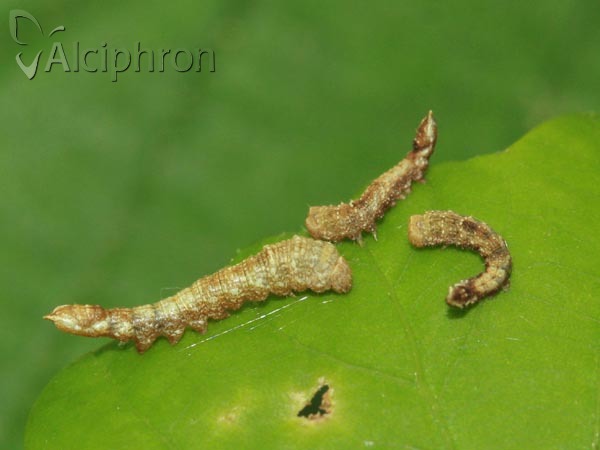 Watsonalla binaria