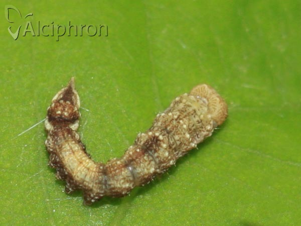 Watsonalla binaria