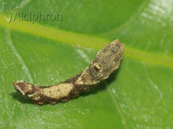 Watsonalla binaria