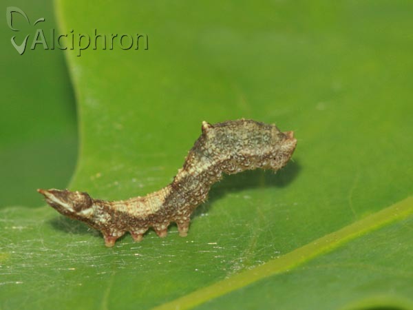 Watsonalla binaria