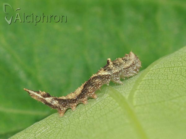 Watsonalla binaria