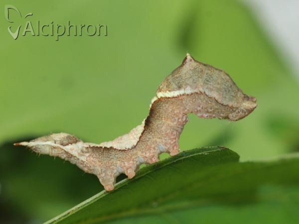 Watsonalla binaria