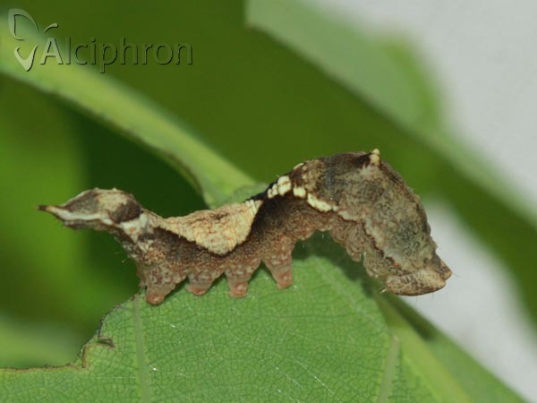 Watsonalla binaria