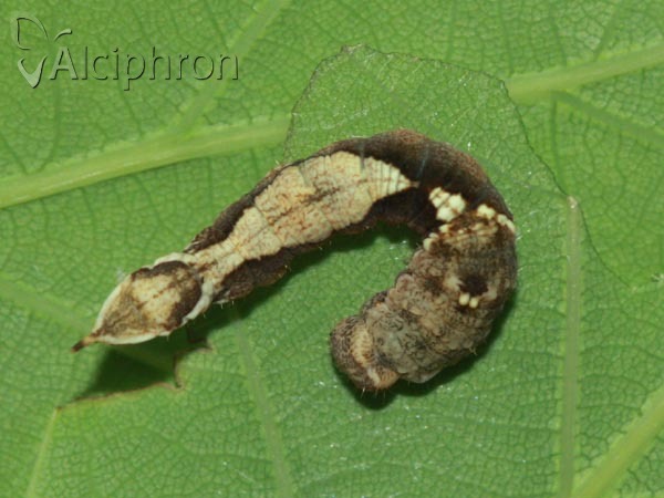 Watsonalla binaria
