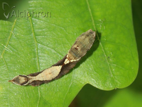 Watsonalla binaria