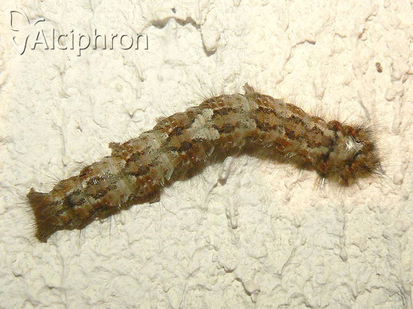 Dendrolimus pini
