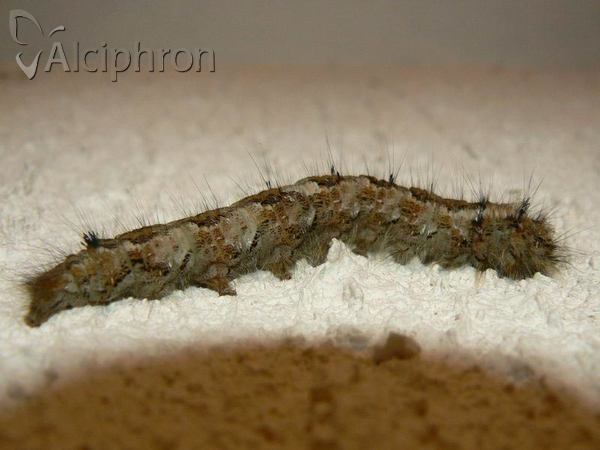 Dendrolimus pini