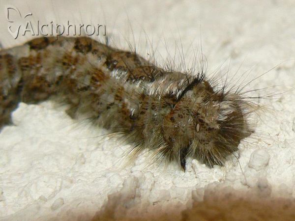 Dendrolimus pini