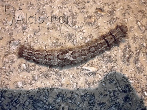 Dendrolimus pini