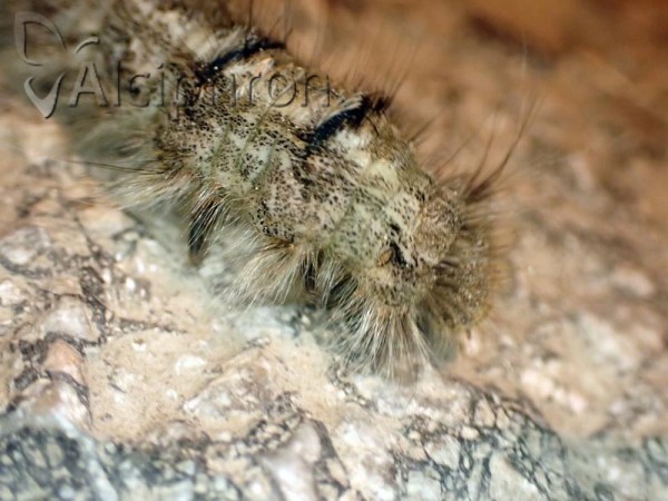 Dendrolimus pini