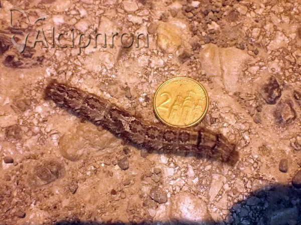 Dendrolimus pini