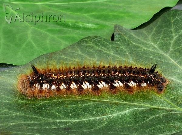 Euthrix potatoria