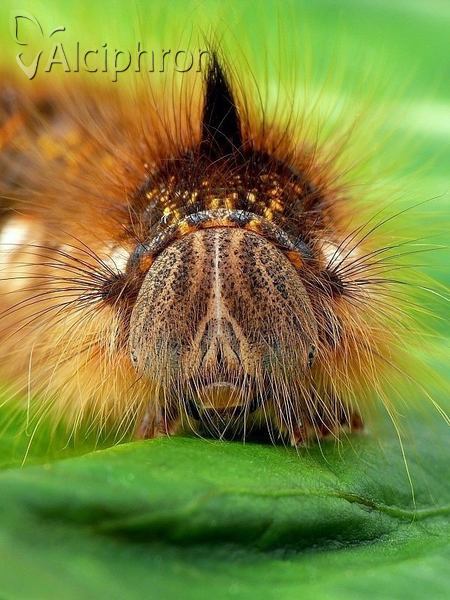 Euthrix potatoria