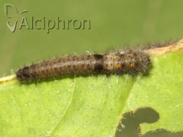 Gastropacha quercifolia