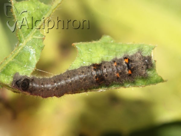 Gastropacha quercifolia