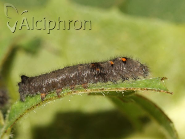 Gastropacha quercifolia