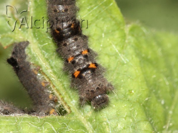 Gastropacha quercifolia