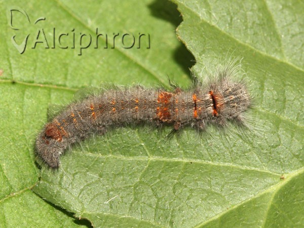Gastropacha quercifolia