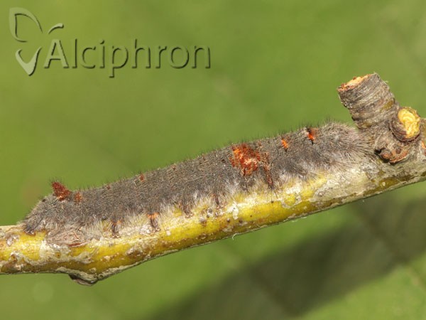 Gastropacha quercifolia