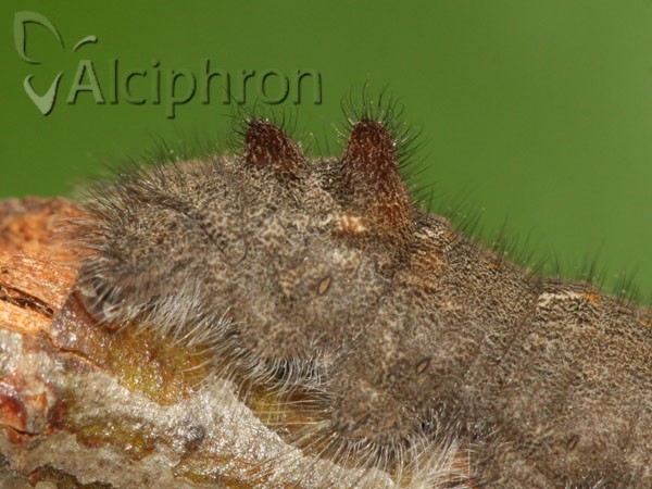 Gastropacha quercifolia