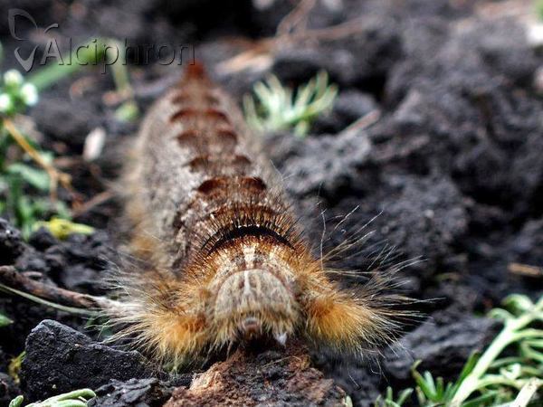 Gastropacha quercifolia