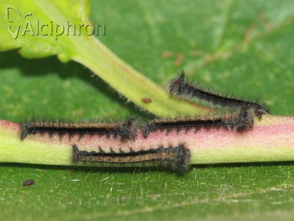 Odonestis pruni