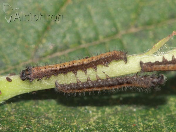 Odonestis pruni