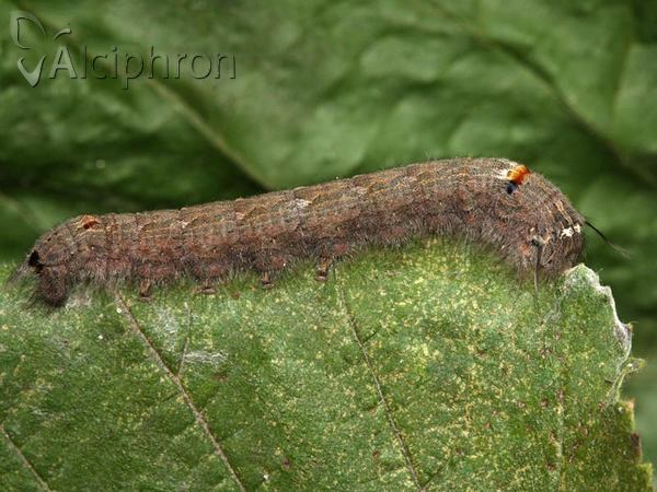 Odonestis pruni