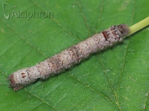 Odonestis pruni