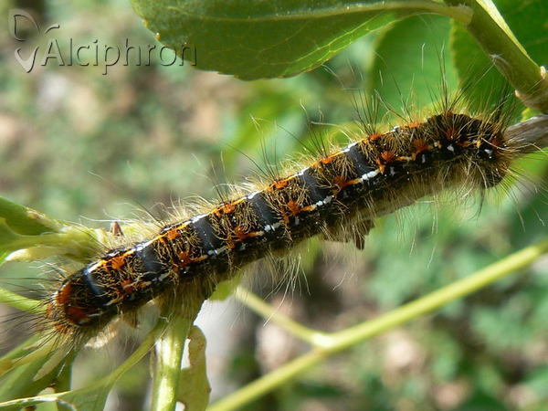 Trichiura crataegi