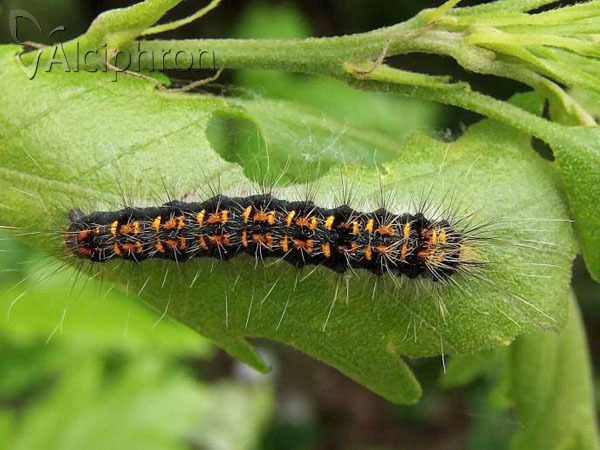 Trichiura crataegi