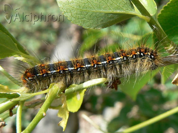 Trichiura crataegi