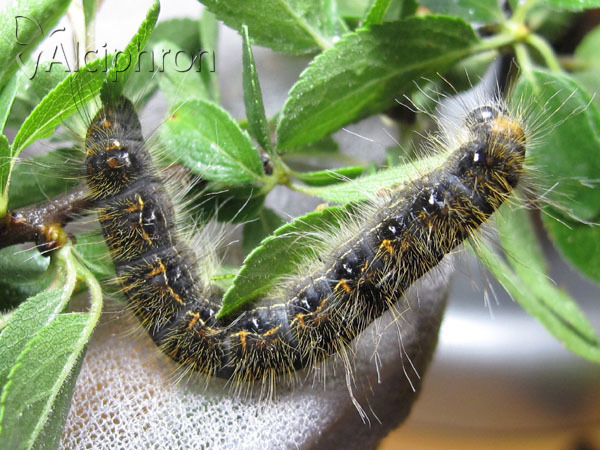 Trichiura crataegi