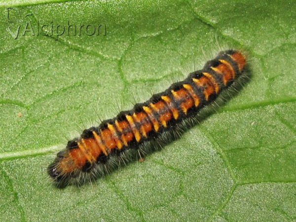 Trichiura crataegi