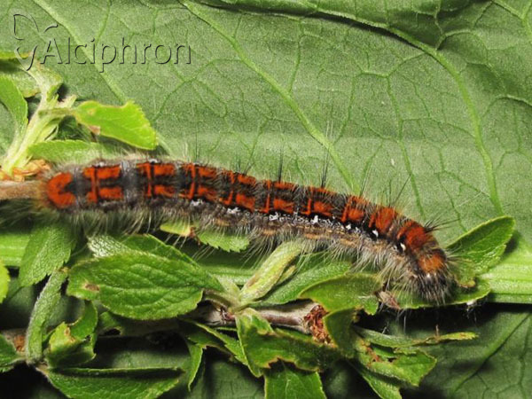 Trichiura crataegi
