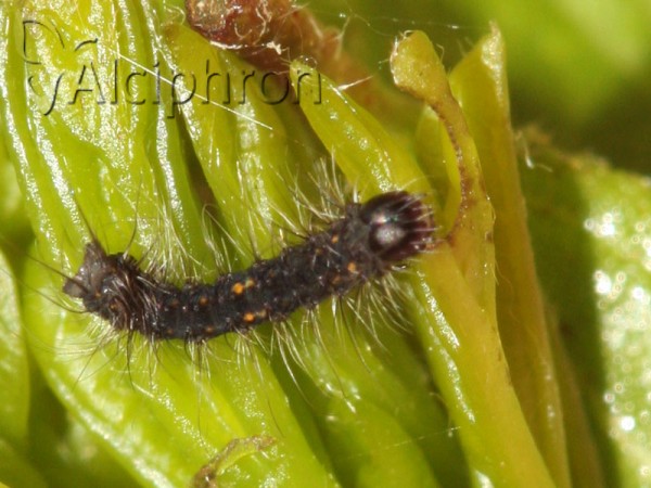 Poecilocampa populi
