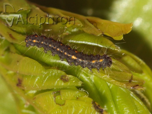 Poecilocampa populi