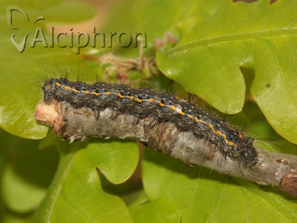Poecilocampa populi