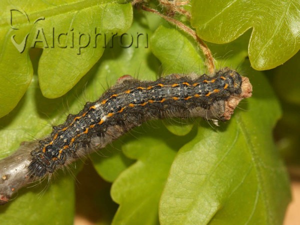 Poecilocampa populi